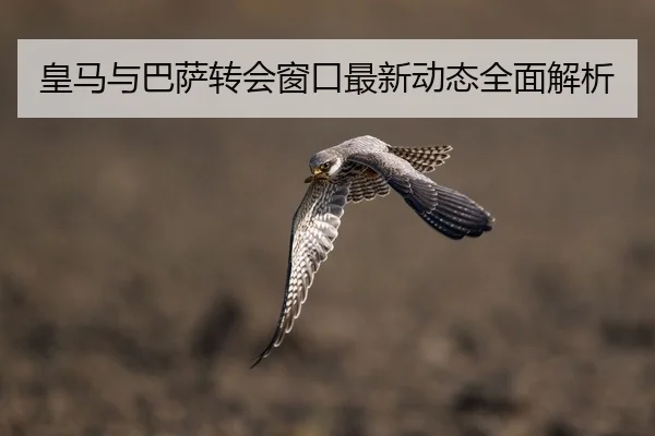 皇马与巴萨转会窗口最新动态全面解析